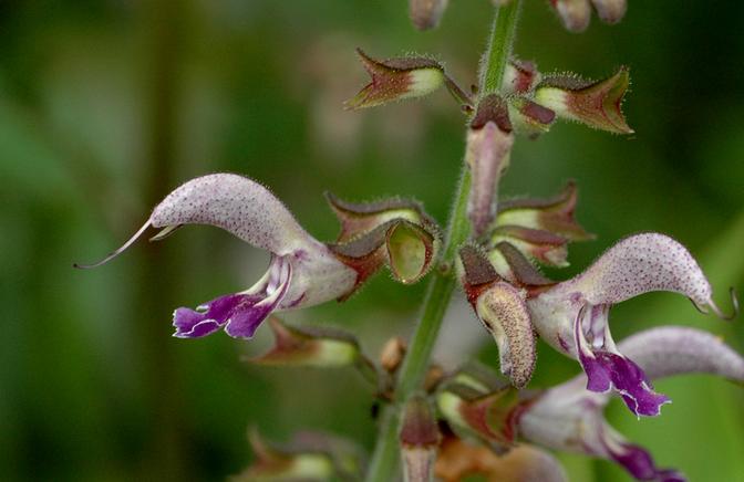 Salvia miltiorrhiza seeds Red Sage Herb  Medicinal Herbal